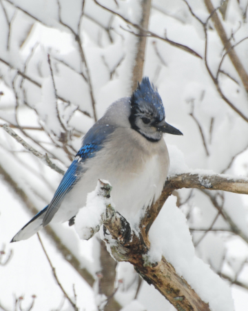 Blue Jay