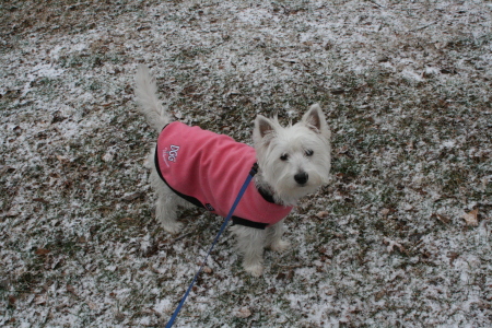 Maggie's 1st snow