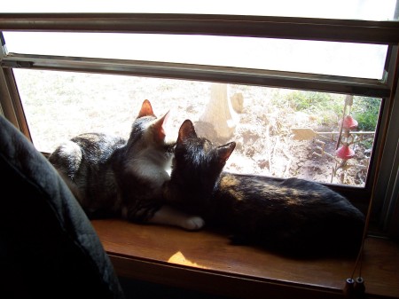 BeBop and Izzy on the Windowsill
