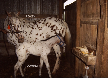 Appaloosa Mare and Foal