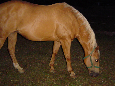 My horse Quarter horse   Cee Blair Flowers