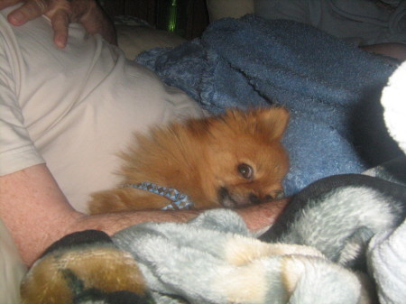 Chewy our pomeranian