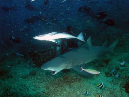 Bull shark feeding