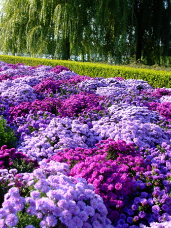 Purple blanket of flowers