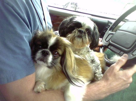Abbie and Ellie like to ride in my lap :)