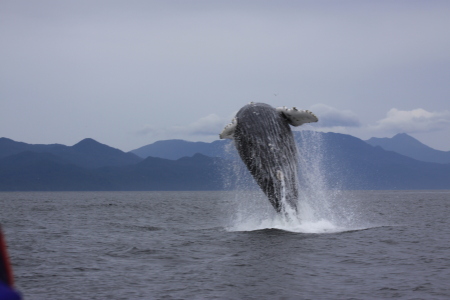 Live Humpback Whales in British Columbia