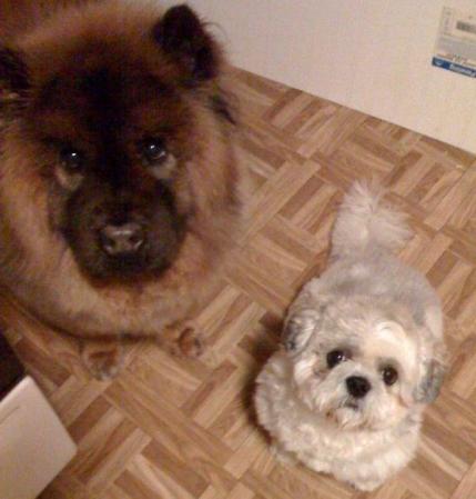 my previous doggies... miss them very much