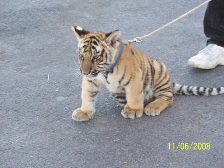 Baby Tiger