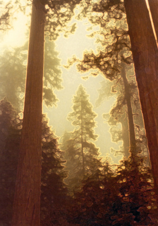 Redwoods, Northern California, 1970's
