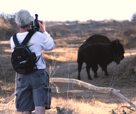 Hunting Bison on Catalina Island
