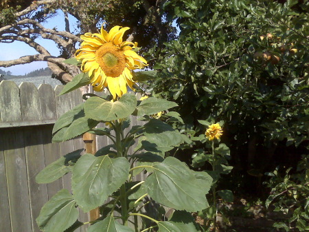 Marissa's Sunflowers