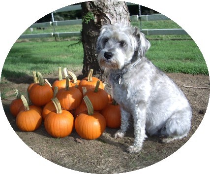Pumpkin Patch Pup