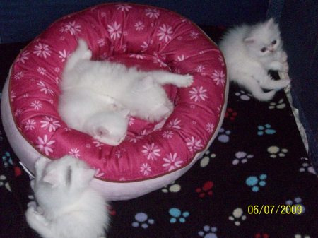 5 weeks Persian kittens