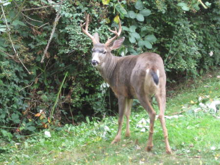 buck in the yard