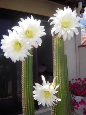 Cactus blooms from our yard