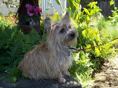 Duke in the Fern Garden