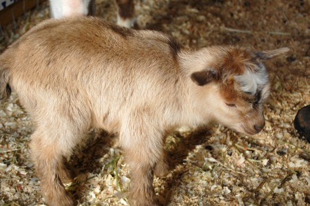 1st baby goat