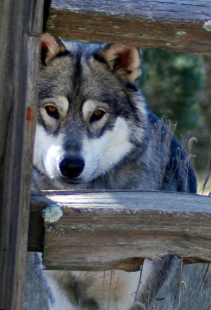 My Wolf Pup, Kayce