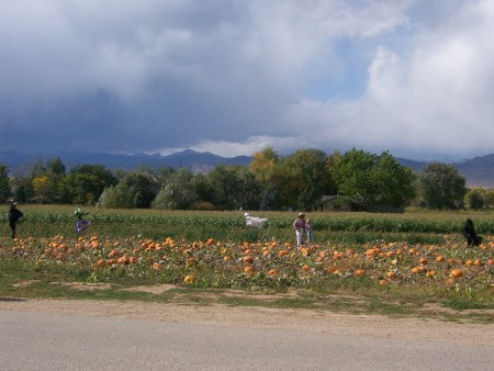 Pumpkin patch on my way home from work.