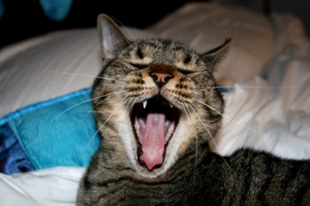 Kitty Yawns
