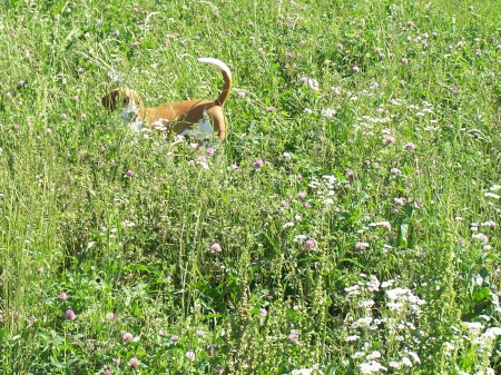 Lucy in the Clover.