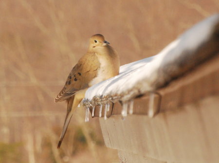 Dove in winter