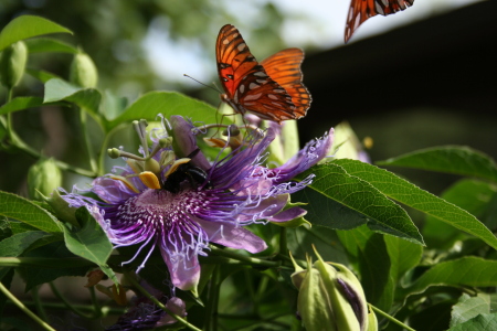 Passion Flower & Butterfly