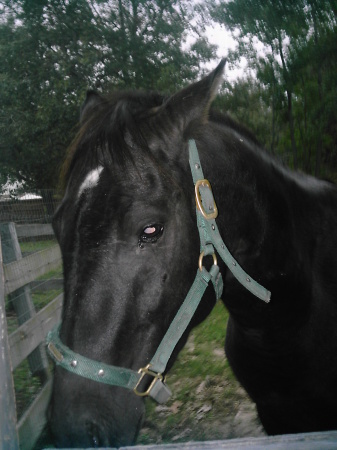 Beauty 2yr filly