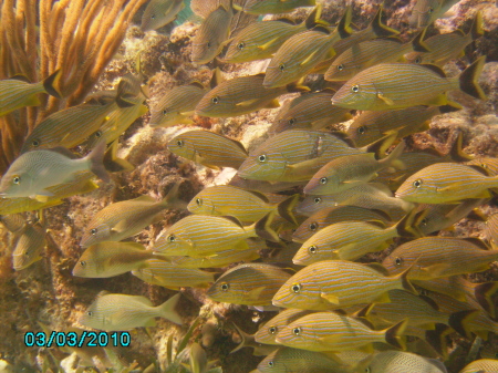 Ambergris Caye Belize