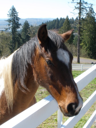 My handsome, sweet horse.