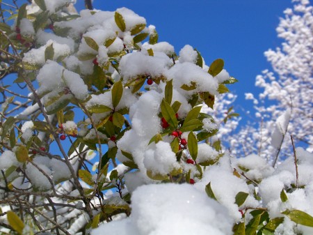 A Holly Winter Day