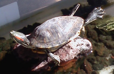Buddy, our red-eared slider