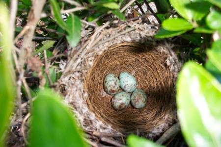 mockingbird nest