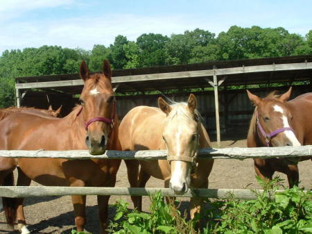 My horses