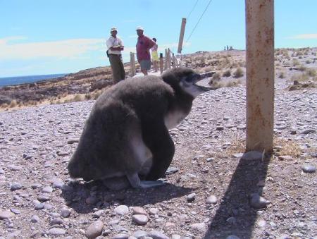 Baby Penguin