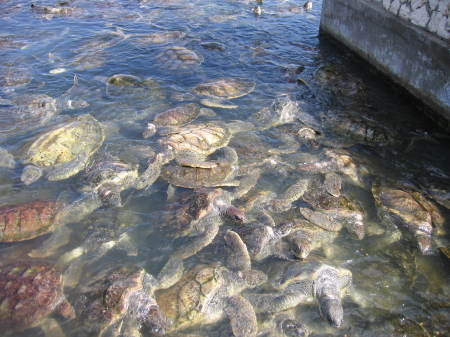 TURTLE FARM