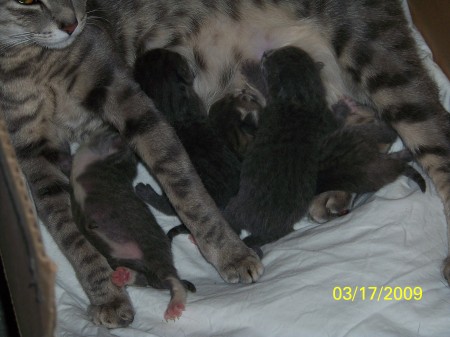 Serenitys' kittens :)