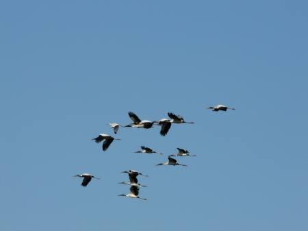 Wood Storks flying by