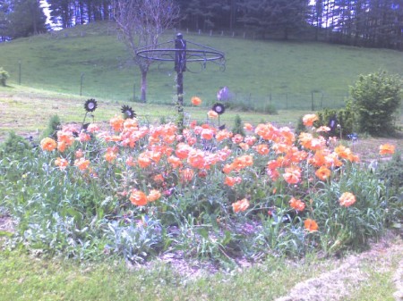 My Poppies this May