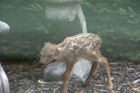 new born fawn