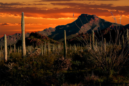 desert sunset