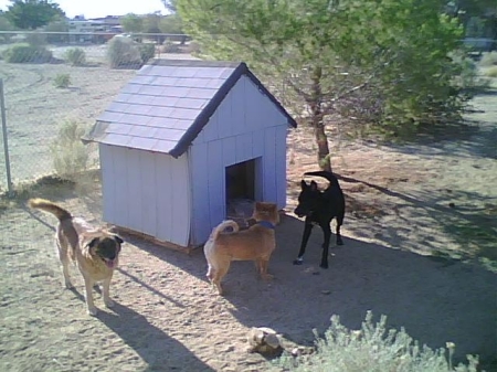 Tammy, Scampi & Guy -- all rescue dogs