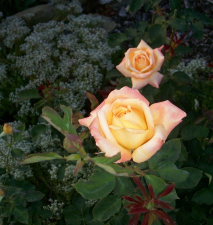Sultry Hybrid Tea Rose with Baby's Breath