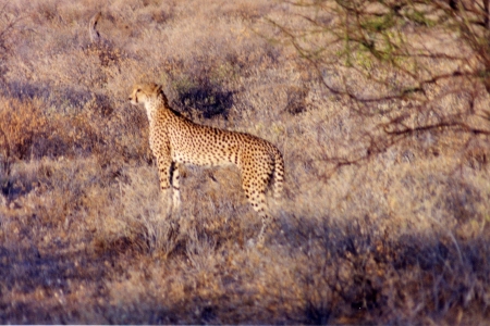 Cheetah (Tanzania)