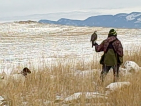 falconry hunt in Montana, photo #7