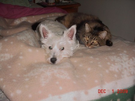 My westie and my cat