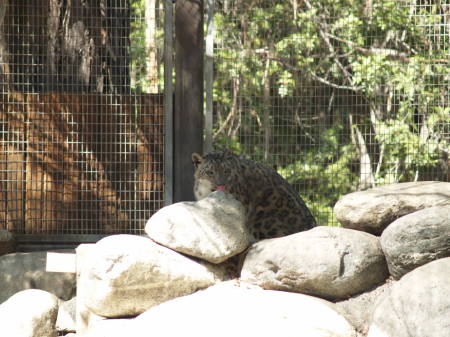 Lepard