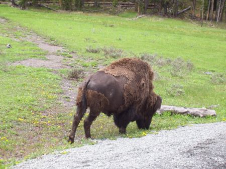 yellowstone