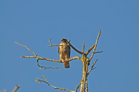 red-tailed hawk