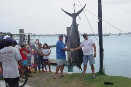 540 lb Blue Marlin